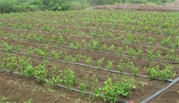 西安水肥一體化設(shè)備