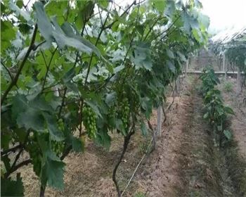 滴灌帶灼傷的成因及補救預防辦法